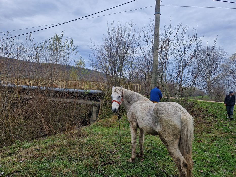 De vanzare cal bland