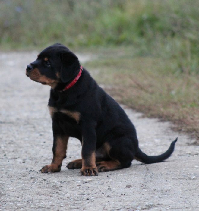 Mascul Rottweiler
