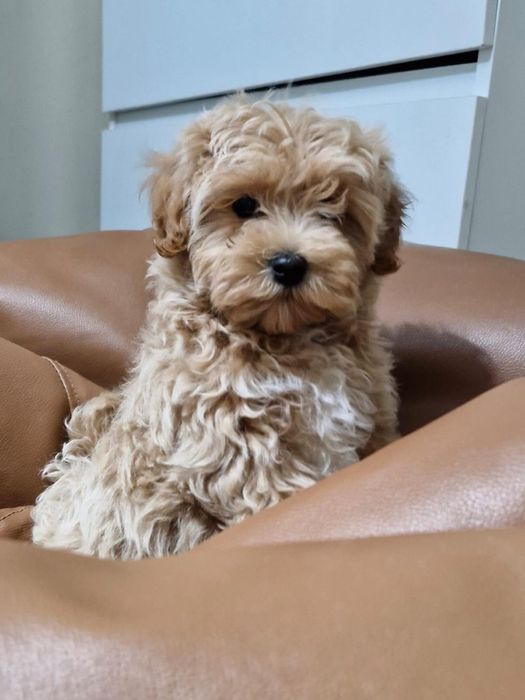 Maltipoo mini jucausa