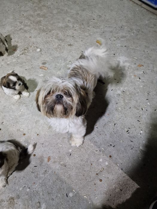Oferim spre adopție căței Shitzu jucăuși