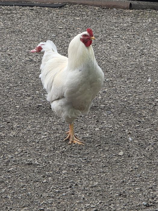 Vând Cocoși frumoși.