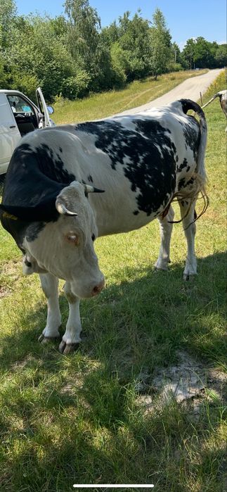 Vand 4 vaci gestante !