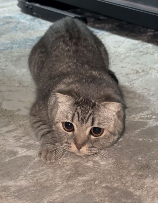 Шотландская вислоухая породистая кошка,