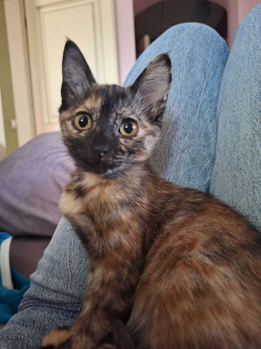 Котенок в хорошие руки!!