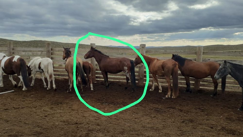 Жас  биелер сатылады