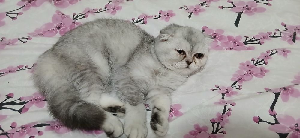 Toza zot shinshila