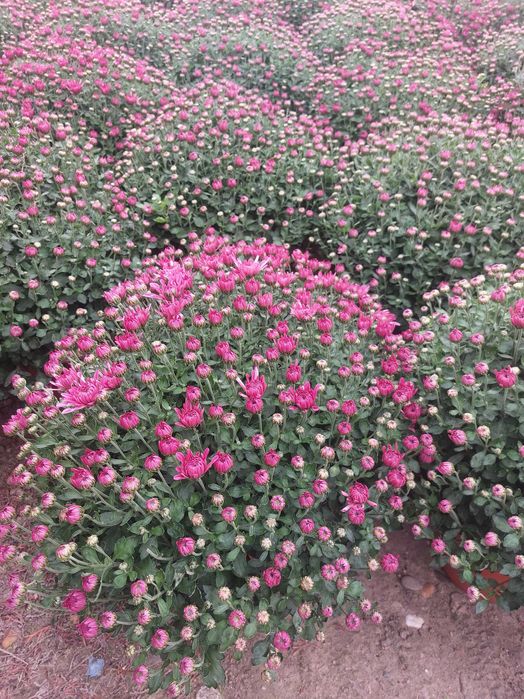 Crizanteme la gĥiveci