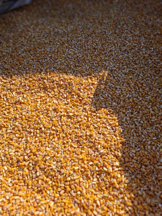 Porumb boabe producție 2025