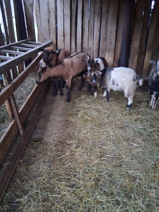 Vând 2 capre și 3 iede