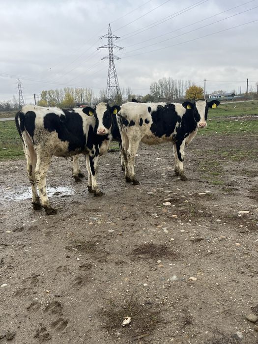 Vitele holstein rasa pura