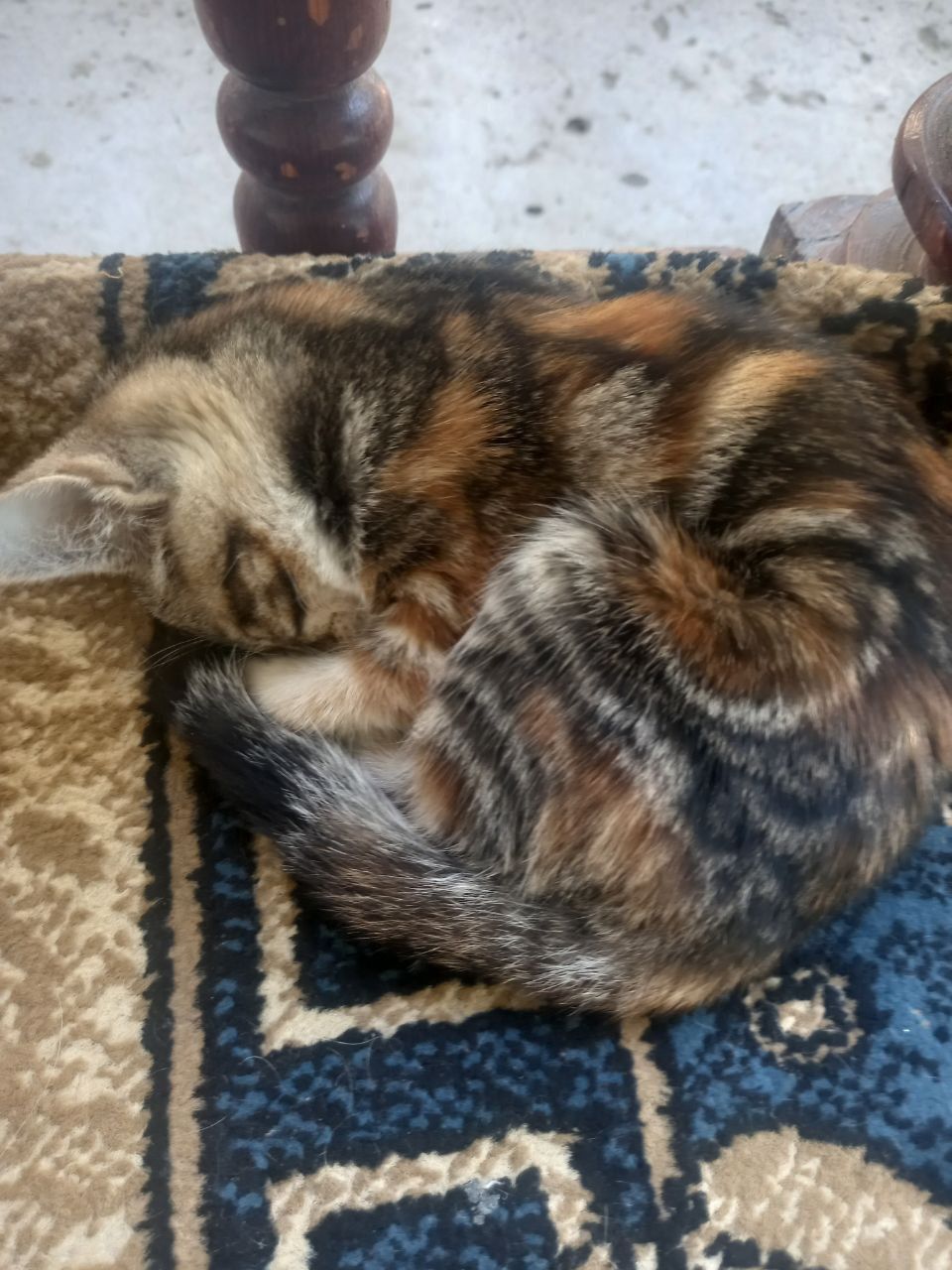 Котенок даром в добрые руки