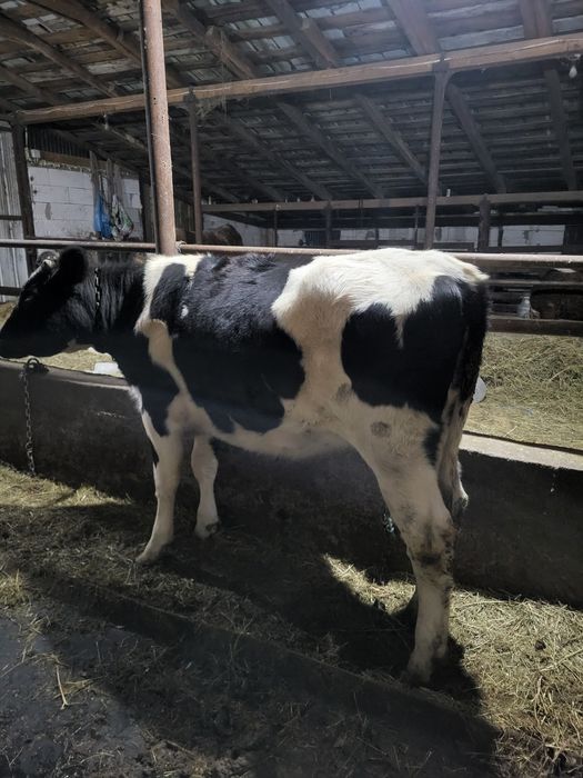 Vând vitea holstain