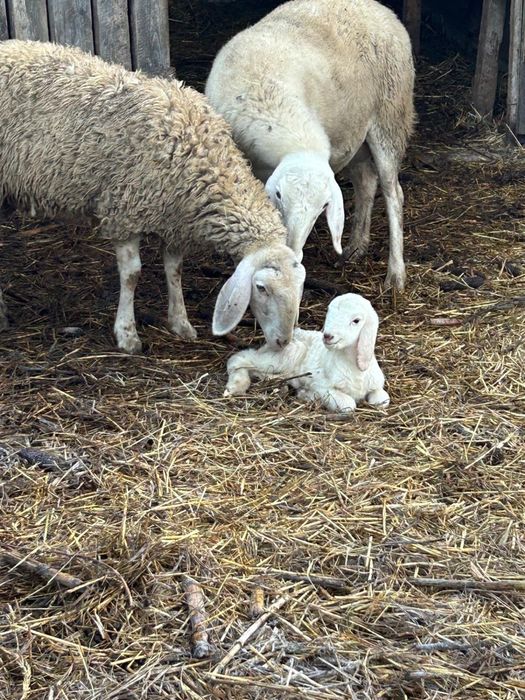 Vand 120 de oi bergamasca si tigaie sarbeasca