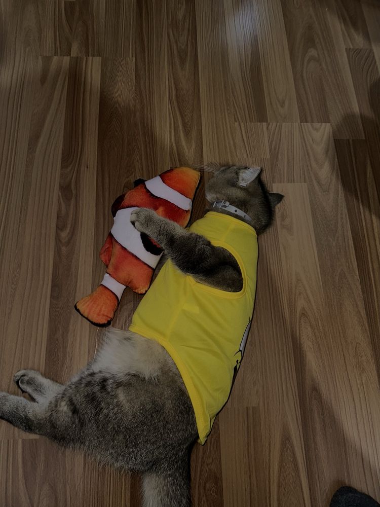 Кошка Шиншилла серебристий