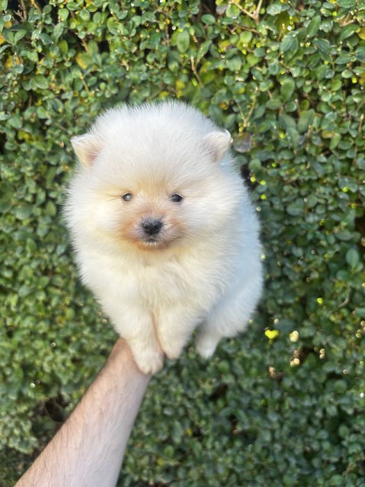 Померан - шпиц момичета