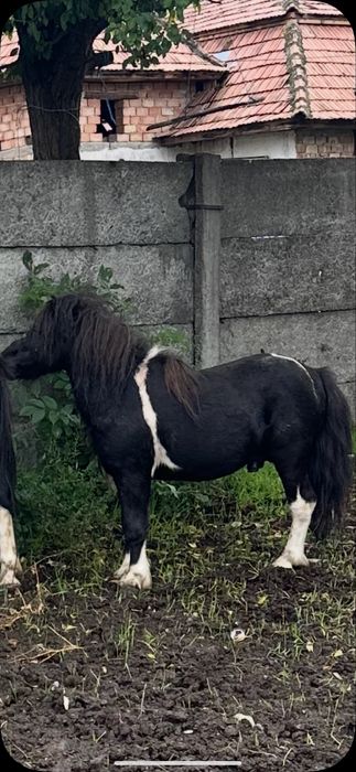 De vanzare poneu armasar de 6 ani fff bland invatat cu copiii garantat