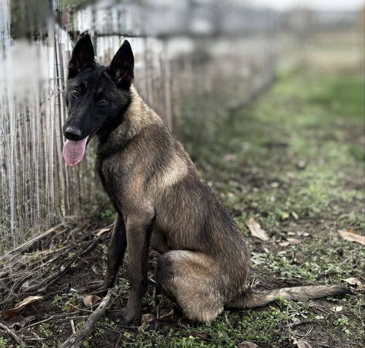 Ciobanesc Malinois femela cu pedigree