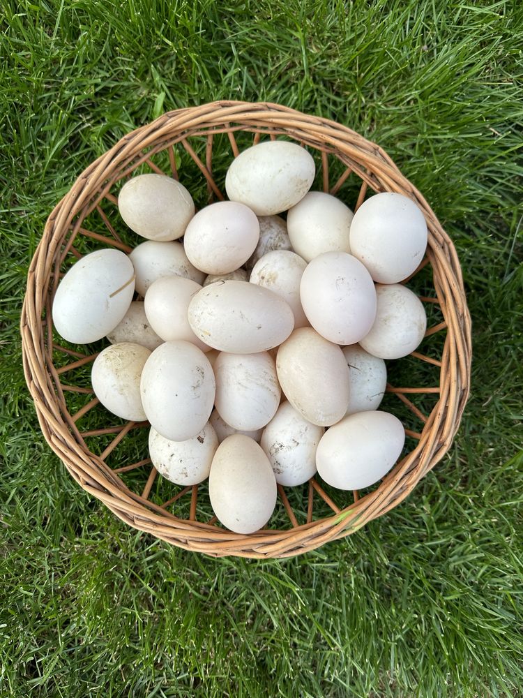 ouă rațe rouen sălbatic