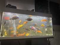 Acvariu Ciclide Juwel 200l 100x50x40