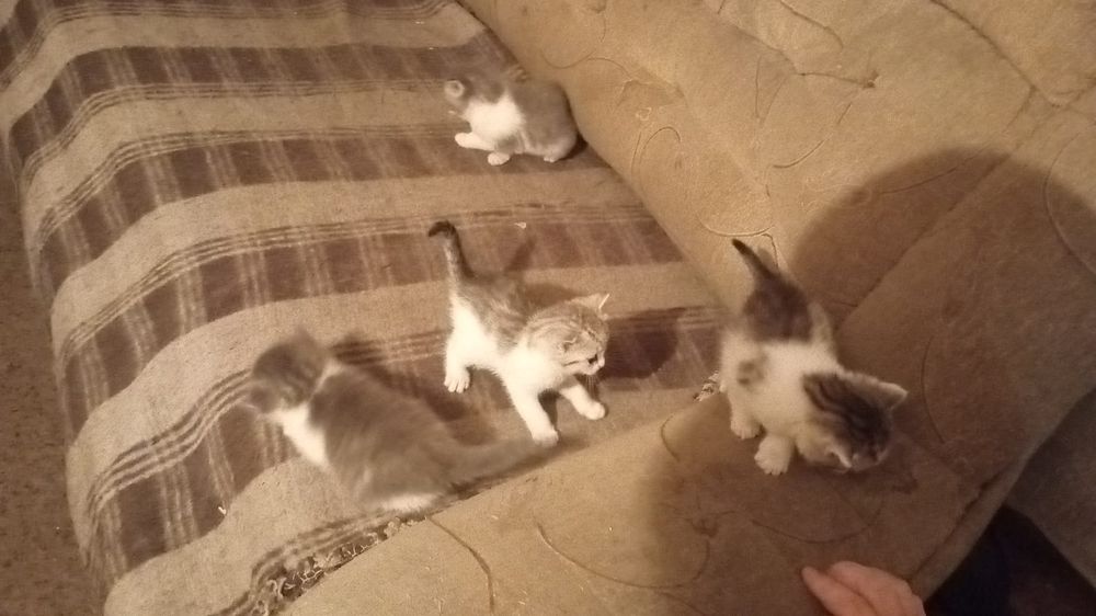 Отдам даром котят в заботливые руки  звоните  кому нужны красивые