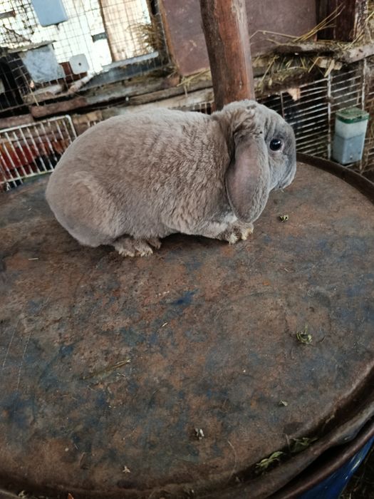 Berbec Rex pitic albastru și izabel