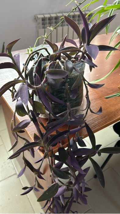 Комнатные растетия для дома и офиса