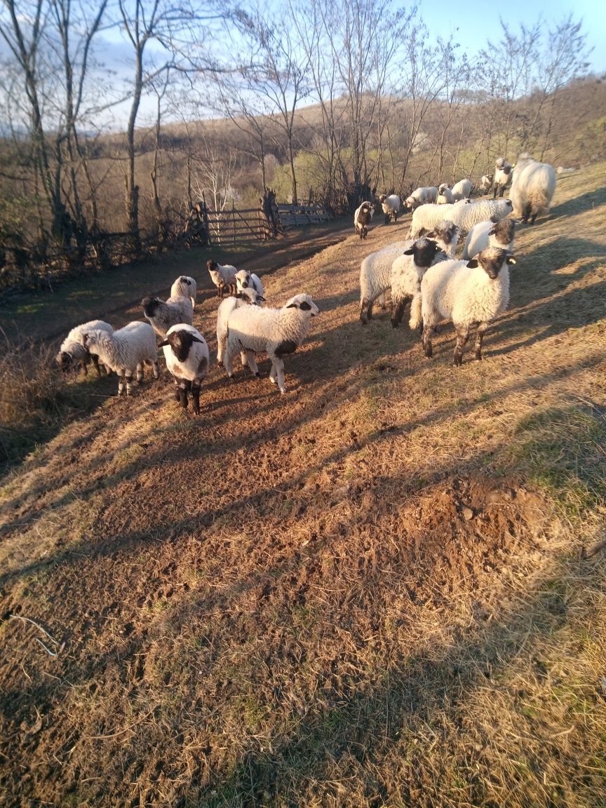 Vând miei pentru paște în viață sau tăiati