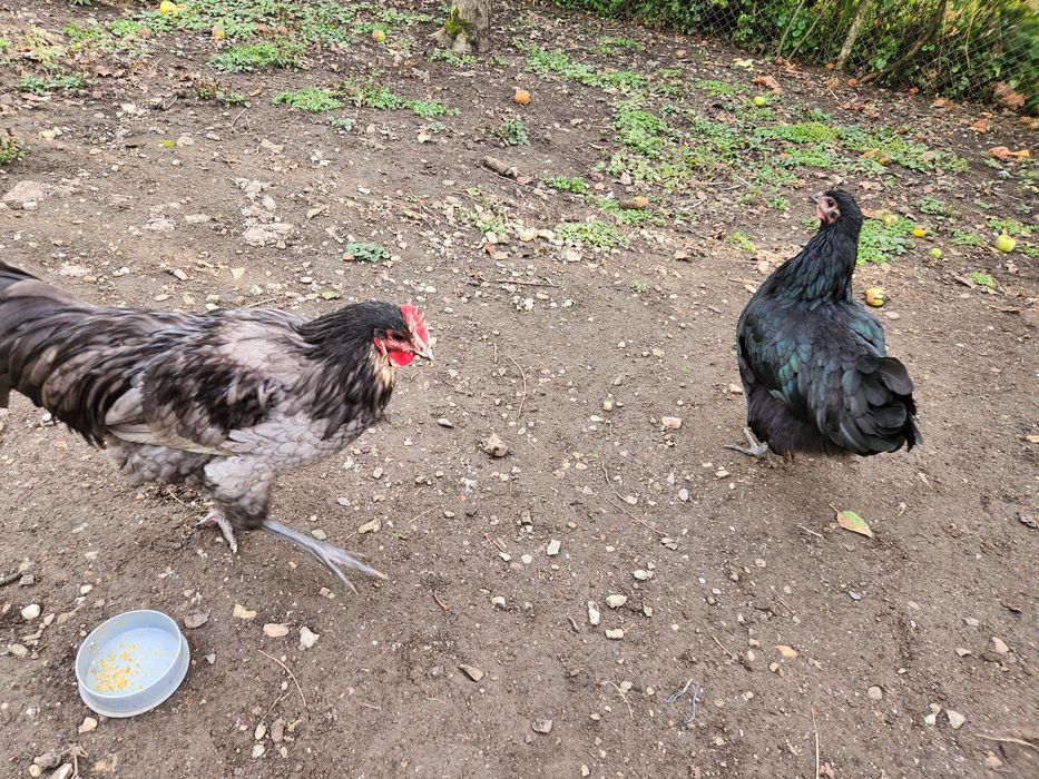 Cocoș Australorp albastru de 7 luni rasă pur