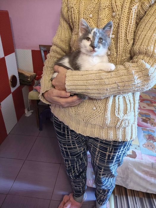 Motănel pentru adopție  Pașcani