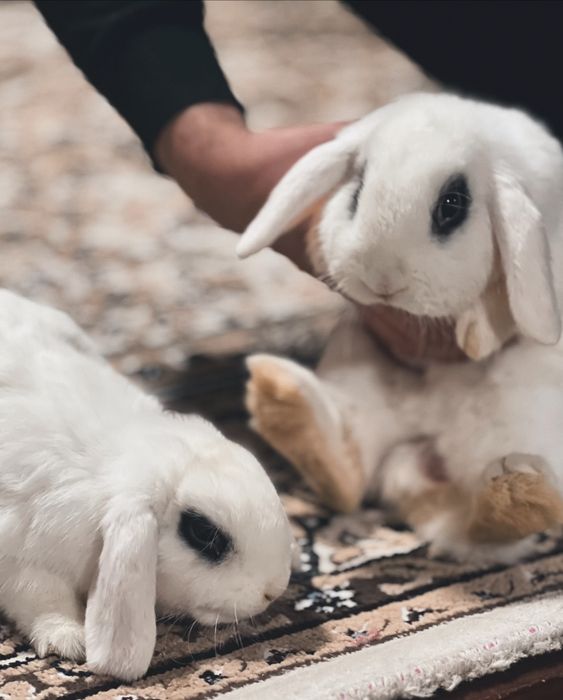 Quyon xatott va xatott baran