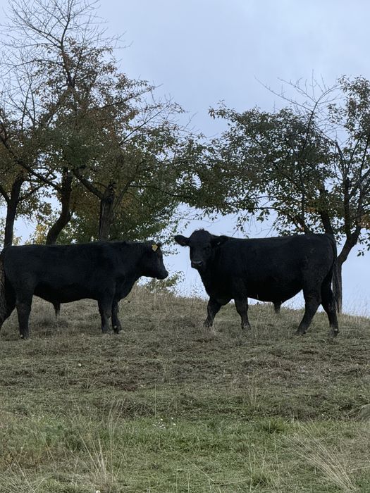 Vand 2 vitei angus