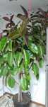 Vând ficus foarte mare