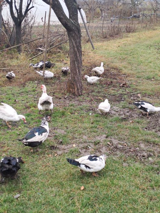 Rațe mute de vânzare