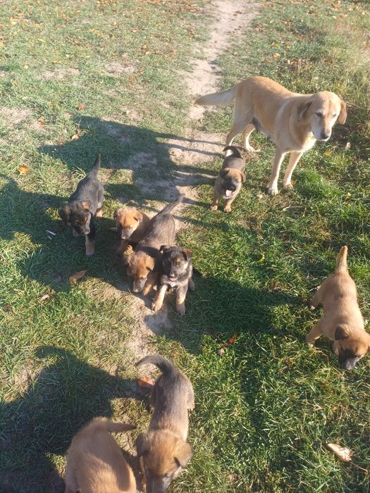 Ofer gratuit catelusi.