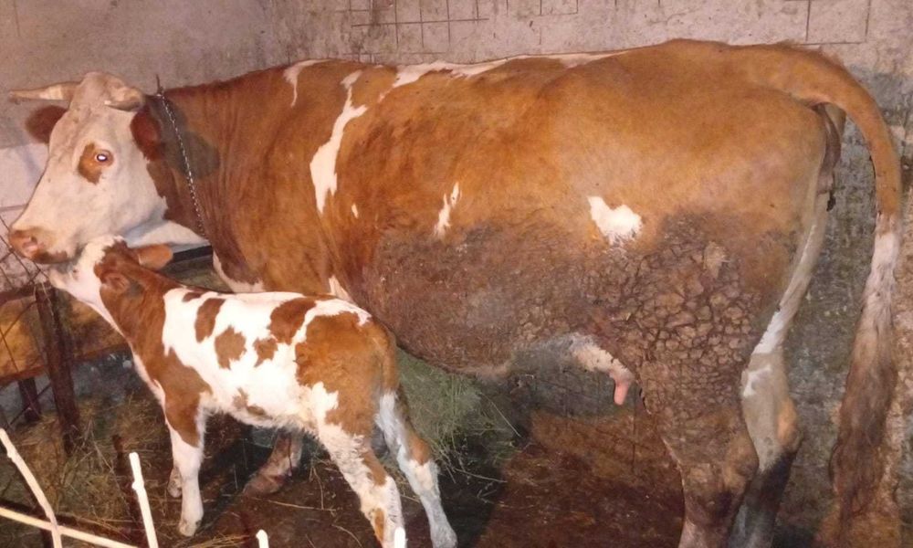 Vaca cu tăuraș și vitea