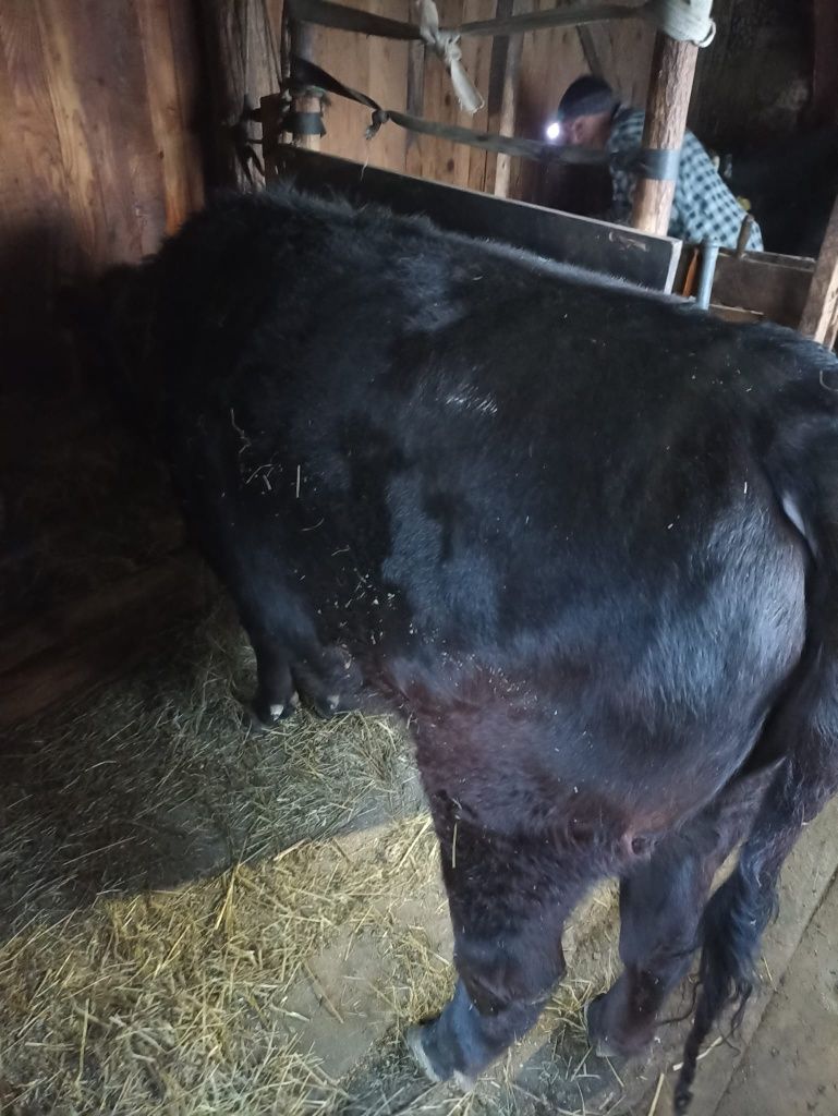 Vand juninca Angus