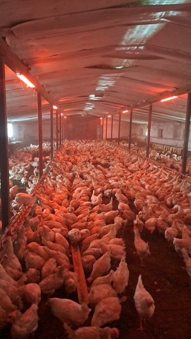 Продам куры несушка Декалб уайт