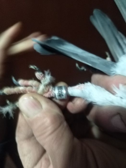 Пощенски гълъби немски и румънски