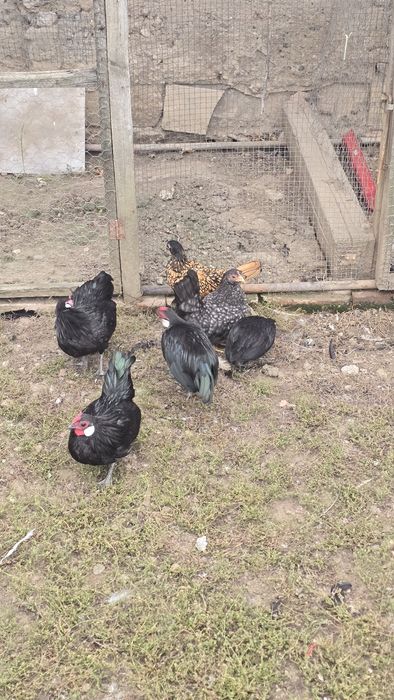 Pasari gaini bantam, sebright, chabo