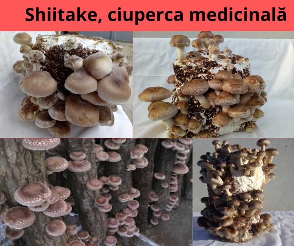 Italspawn Italia - Miceliu de înaltă calitate pentru ciuperci Shiitake