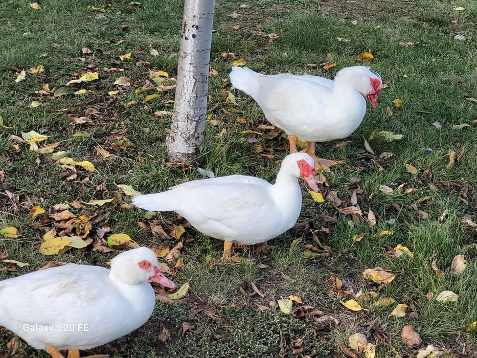 Pasari crescute  natural