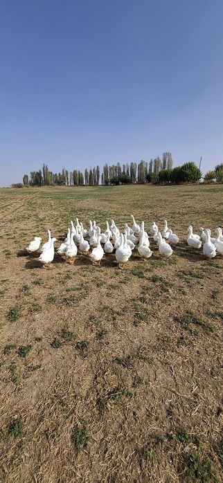 Продаются гуси 45 шт