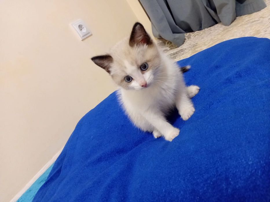Котенок 1,5 месяца