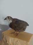 Prepelita impaiata taxidermie P5