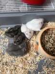 vand pui de hamster