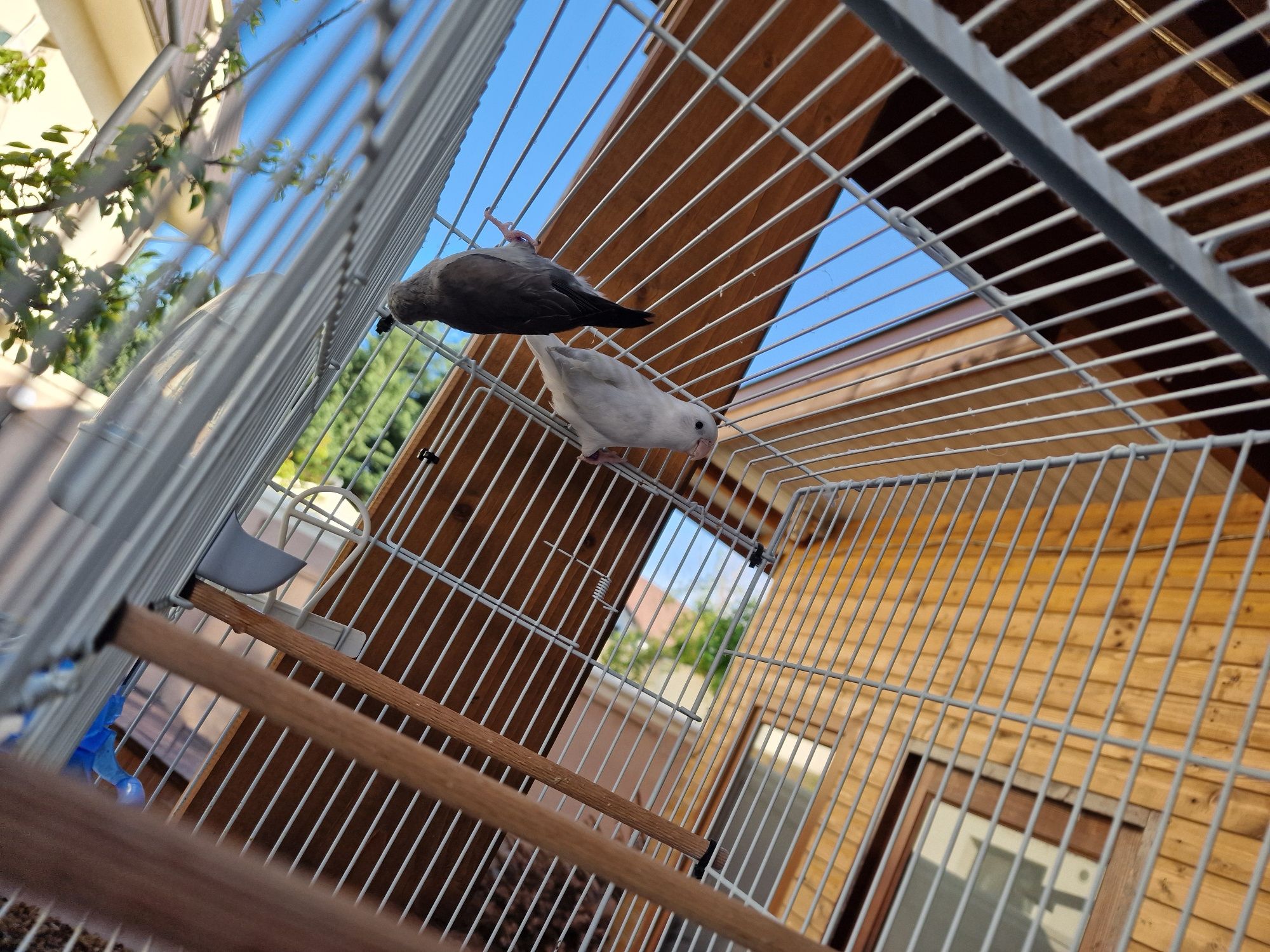 Forpus Coelestis - Perechi reproducătoare  / Schimb cu canari
