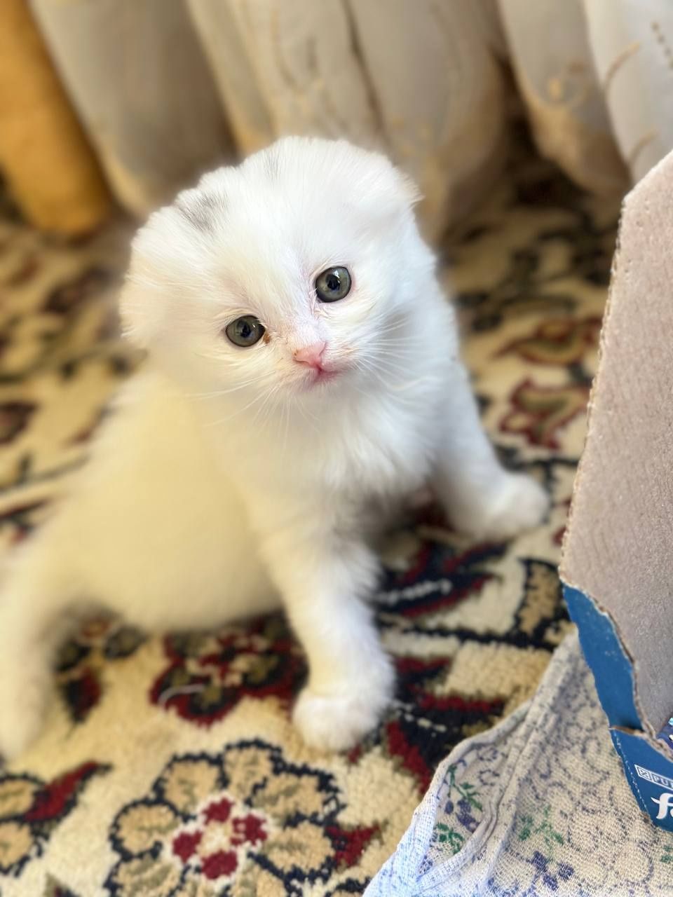 Продаётся котики
