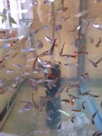 Гуппи аквариумные рыбки
