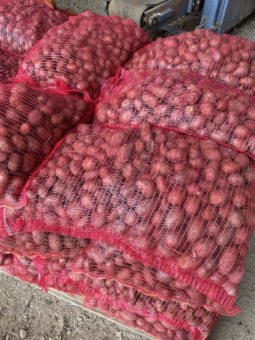 Cartofi samanta red lady