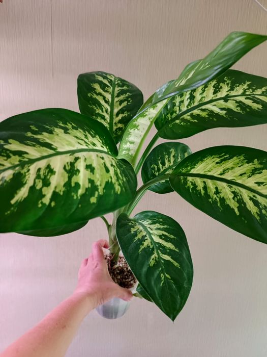 Продам комнатные растения